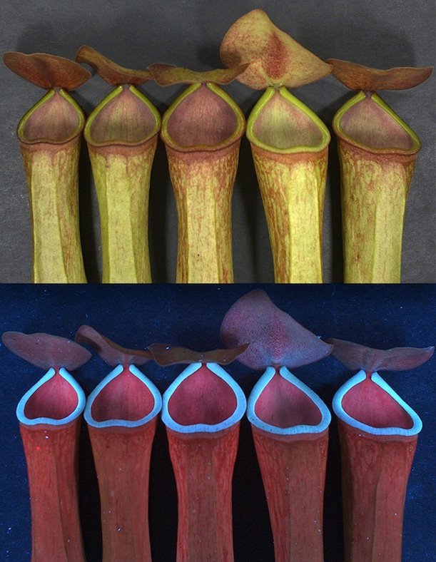 These Carnivorous Plants Glow Under Ultraviolet Light to Attract Prey