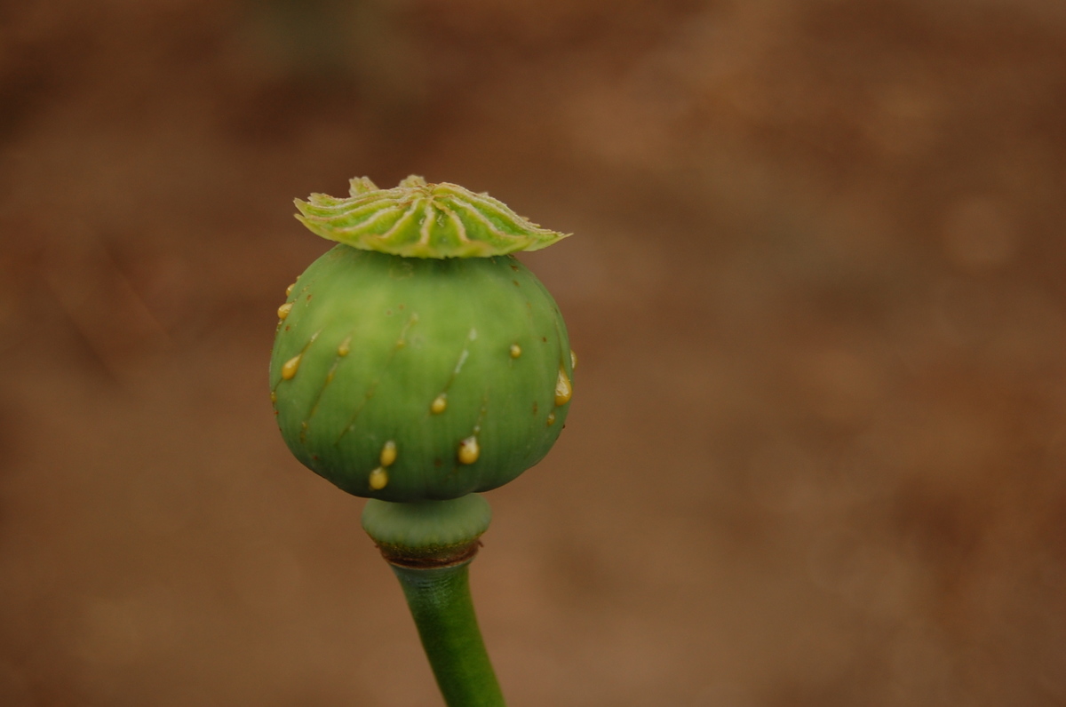 Papaver somniferum种子荚中的乳胶含有吗啡(用于治疗疼痛)，罂粟碱(抗痉挛)，可待因(止咳)和其他阿片类衍生物。