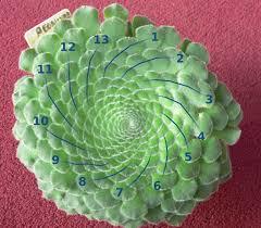 The Fibonacci numbers appear as numbers of spirals in leaves and seedheads as well.