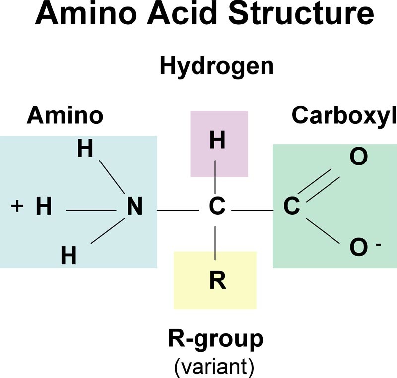 The generic structure of an amino acid