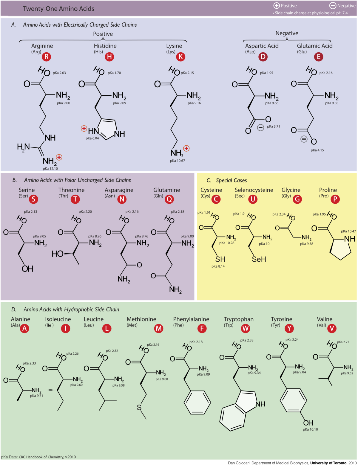 The 21 amino acids can combine to make a multitude of different proteins