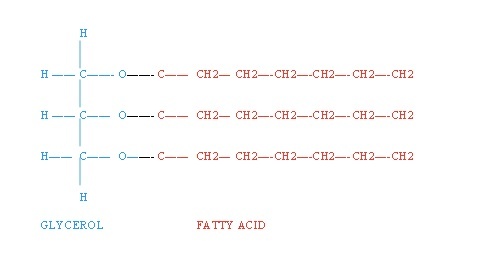 Generic triglyceride structure