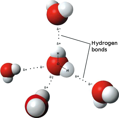 A 3-D model of hydrogen bonding between water molecules. Hydrogen bonds are usually noted by dotted lines.