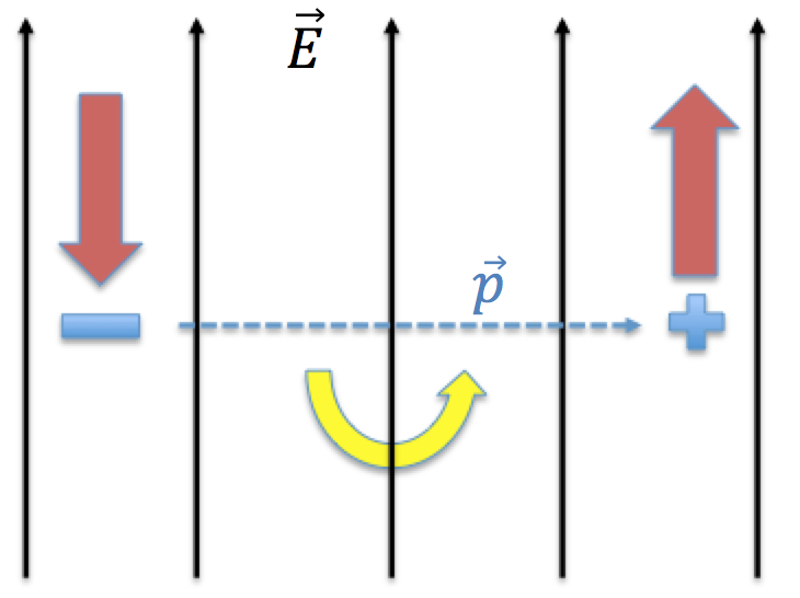 The black external electric field causes red forces in opposite directions on the charges, resulting in rotation of the blue dipole moment in the direction indicated by the yellow arrow.