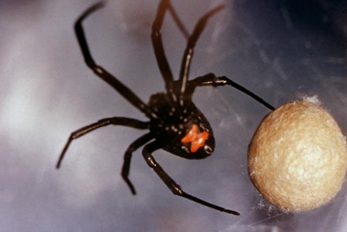 All spiders are carnivorous and venomous. Most are small enough not to cause any trouble for humans, but the bites of recluse spiders (genus \(\textit{Loxosceles}\)) and black widows (genus \(\textit{Latrodectus}\)) can cause painful medical complications.