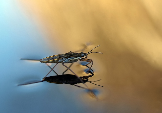 Water Strider 