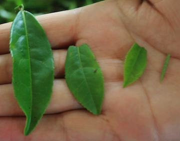 leaf sizes
