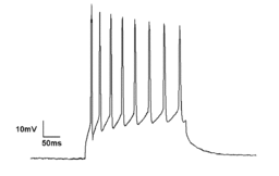 The electrical current for a neuron going from rest to firing to rest again.