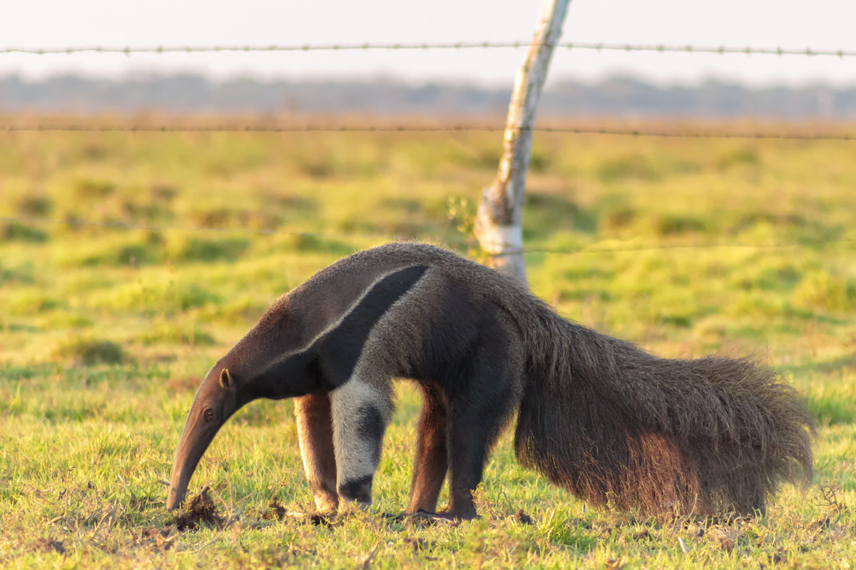 Giant Anteater