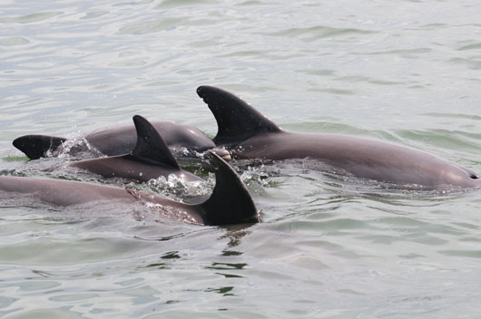 Dolphin