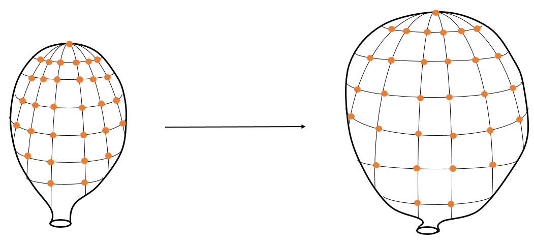 An analogy for the expanding universe. Galaxies, though fixed in space, appear to see the others recede from them like pennies on the surface of an expanding balloon. The change in distance is by a factor of the scale factor \(a(t)\).