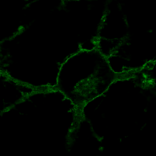 The opioid receptors of neurons responding to an agonist