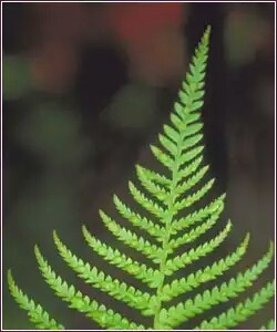 A fern leaf