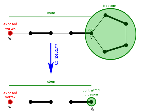 Shrinking of a cycle using the blossom algorithm.