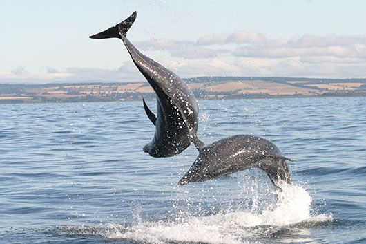 Dolphin
