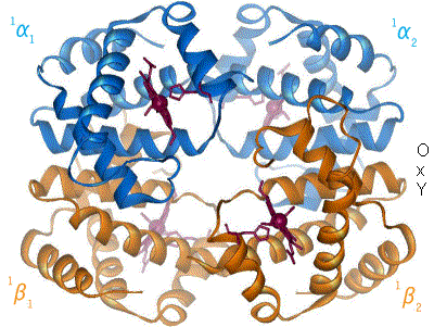Hemoglobin.