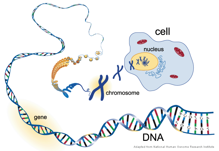 dna