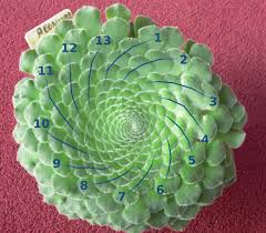 The Fibonacci numbers appear as numbers of spirals in leaves and seedheads as well