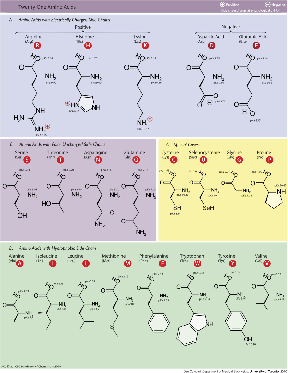 The 21 amino acids can combine to make a multitude of different proteins